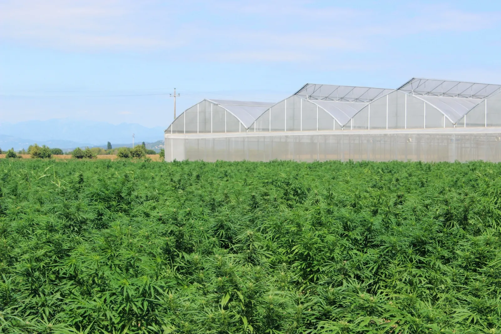 Canavita greenhouse in Denmark